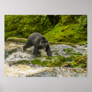 Black Bear Fishing   Qua Creek British Columbia Poster
