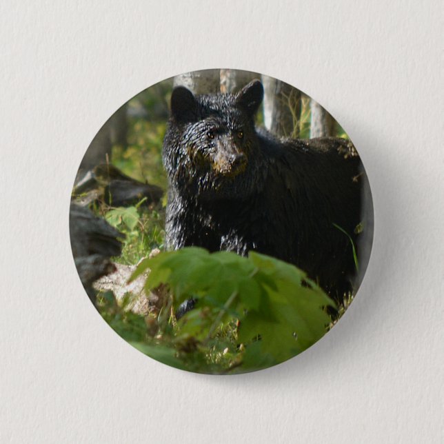 Black Bear Hiding in Forest Wildlife Photo 6 Cm Round Badge (Front)