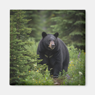 Black Bear in Banff National Park Canada Magnet