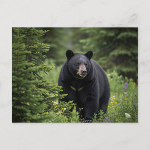 Black Bear in Banff National Park Canada Postcard