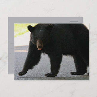 Black Bear in Cades Cove - Great Smokey Mountains  Postcard