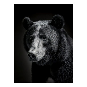 Black Bear in fine art photography Poster