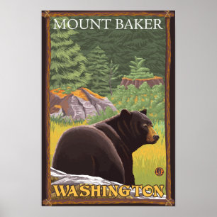 Black Bear in Forest - Mount Baker, Washington Poster