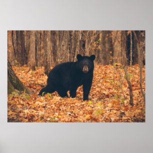 Black Bear in the Autumn Woods Poster