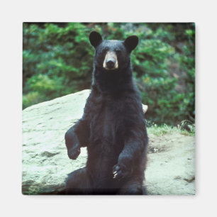 Black bear magnet