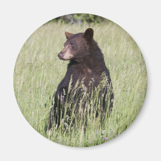 Black Bear Magnet