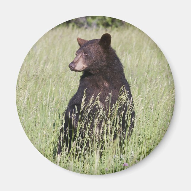 Black Bear Magnet (Front)