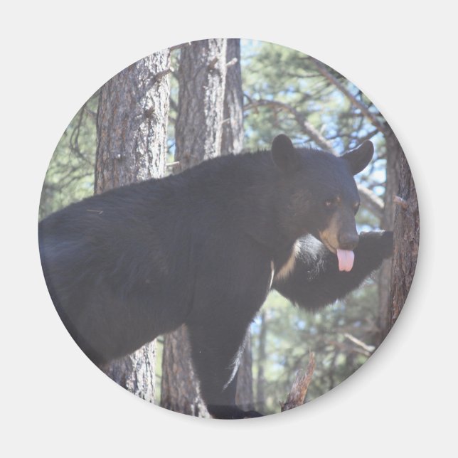 Black Bear Magnet (Front)