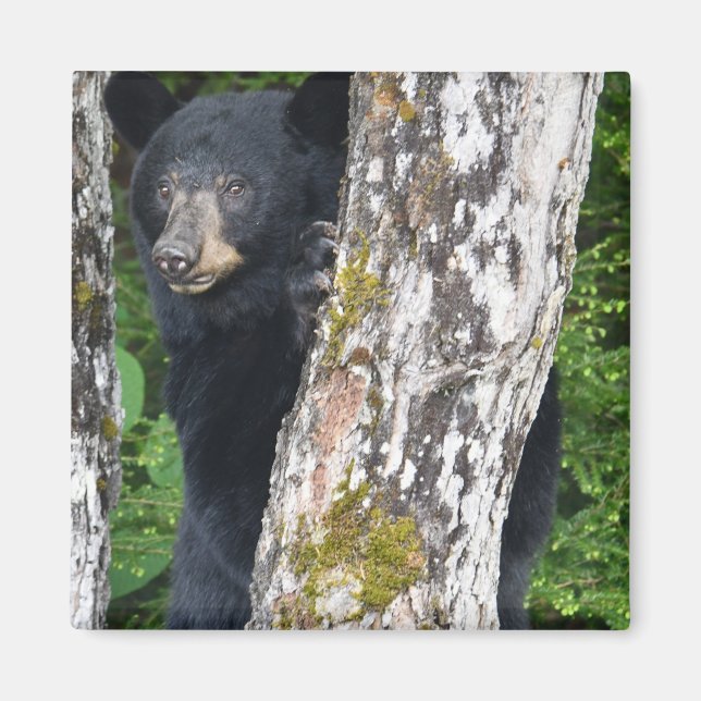 Black Bear Magnet (Front)