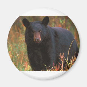 Black Bear Magnet
