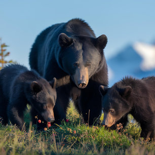 Black Bear Mama and Baby Bear Cubs Jigsaw Puzzle