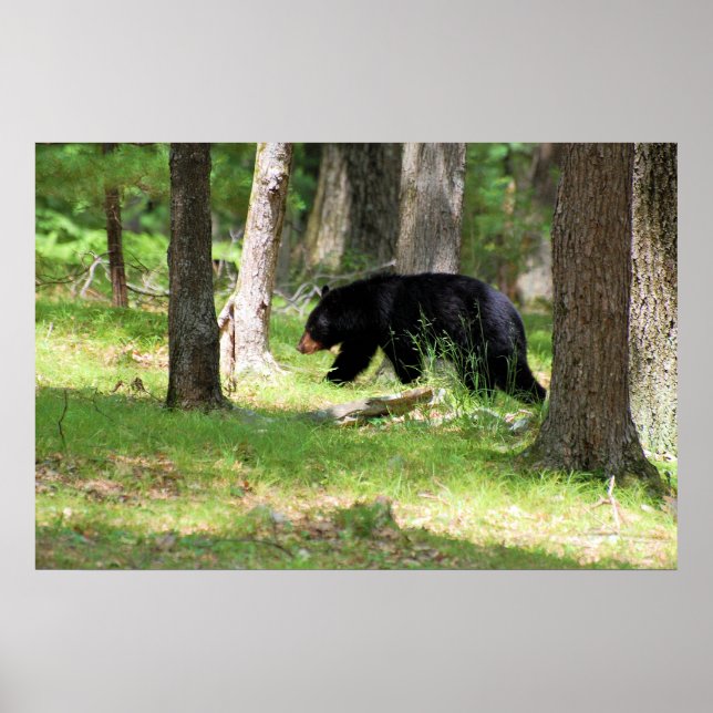 Black Bear Near Campground Poster (Front)
