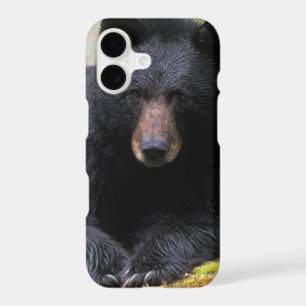 Black bear on an old growth log in the