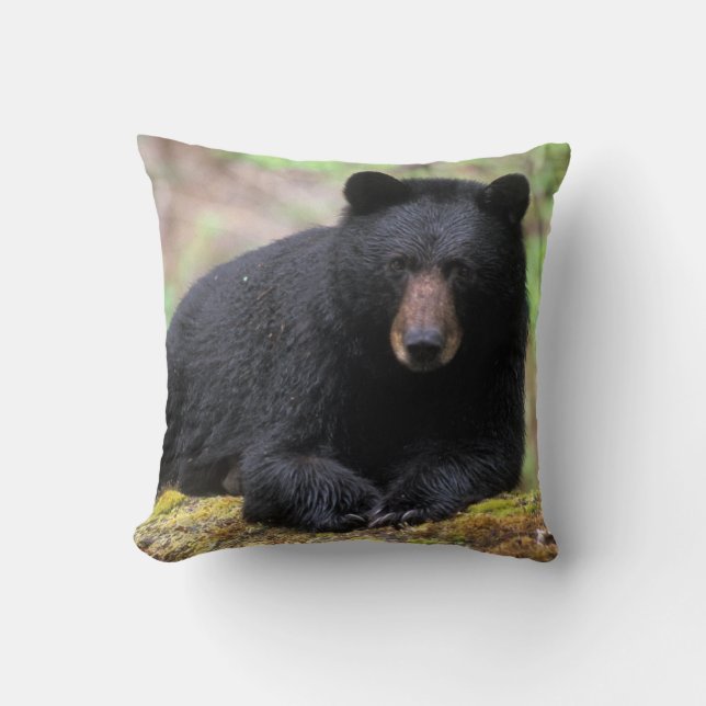 Black bear on an old growth log in the cushion (Front)
