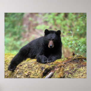 Black bear on an old growth log in the poster
