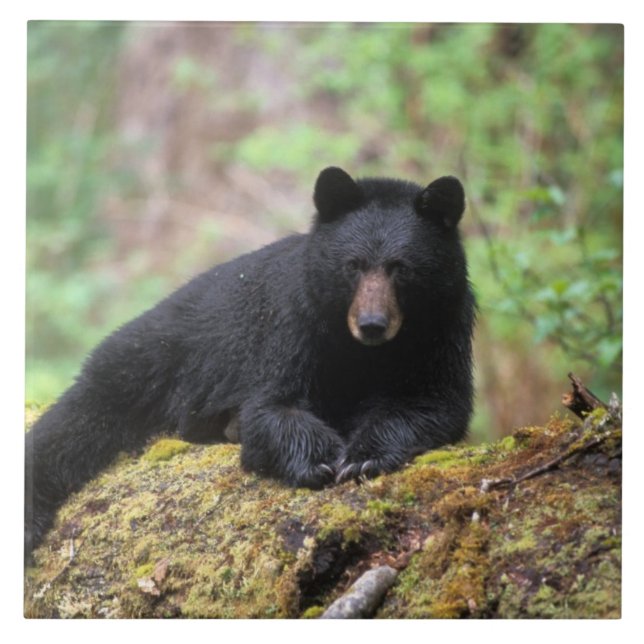 Black bear on an old growth log in the tile (Front)