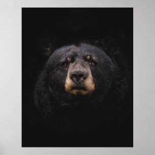 BLACK BEAR ON BROWN WOODEN TREE BRANCH POSTER
