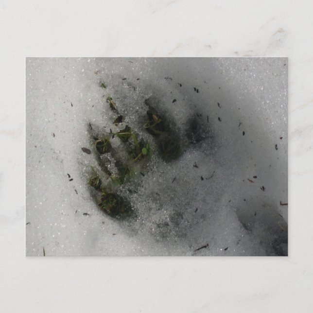 Black Bear Paw Print in Snow Winter  Postcard (Front)