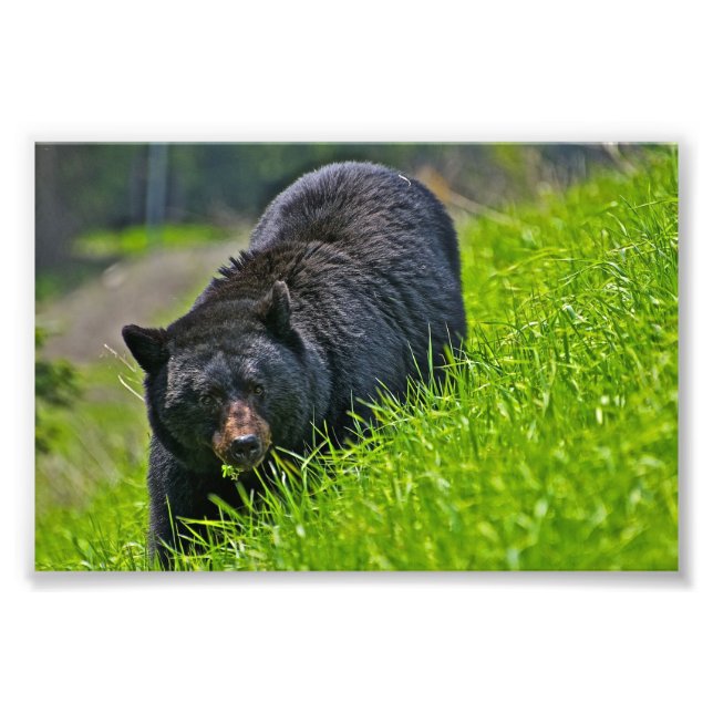Black Bear Photo Print (Front)