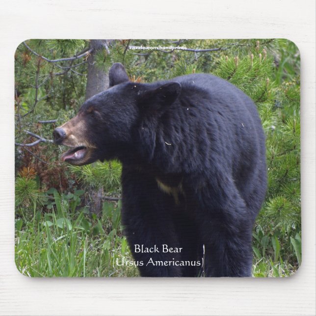Black Bear & Pine Forest Wildlife Mousepad (Front)