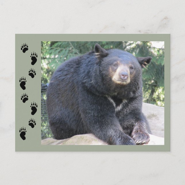 Black Bear Postcard (Front)