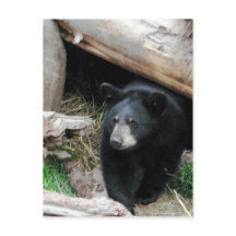 Black Bear
