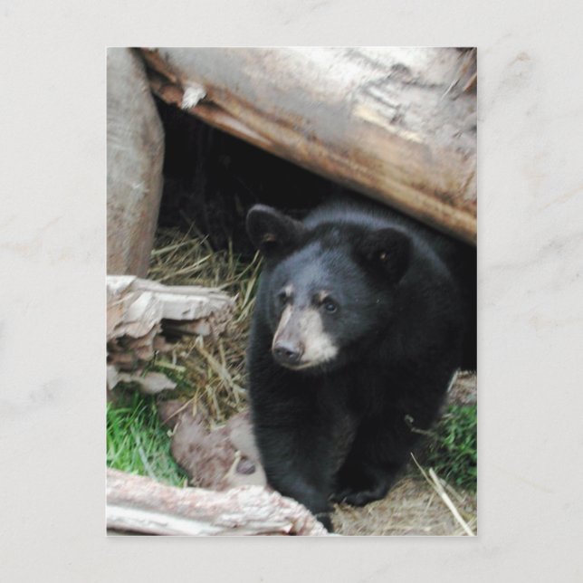 Black Bear Postcard (Front)