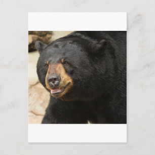 Black Bear Postcard
