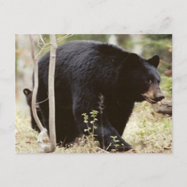black bear postcard (Front)