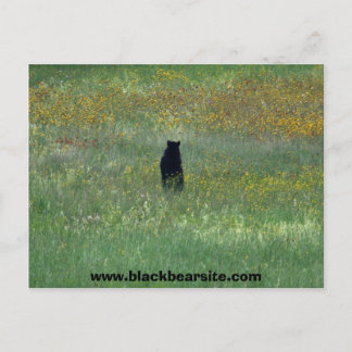 black bear postcard