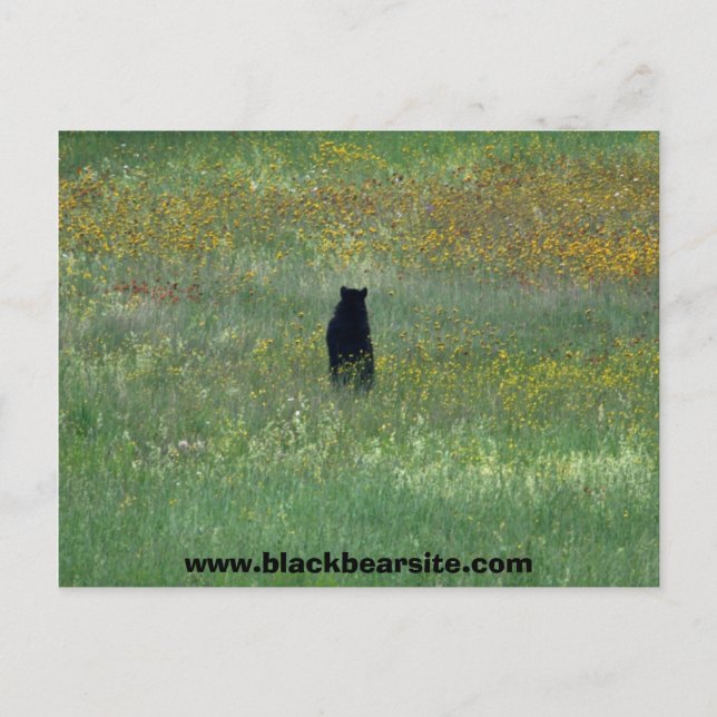 black bear postcard (Front)