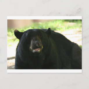 black bear postcard