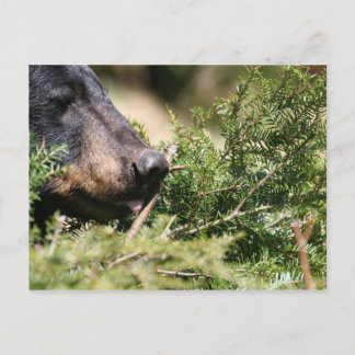 black bear postcard