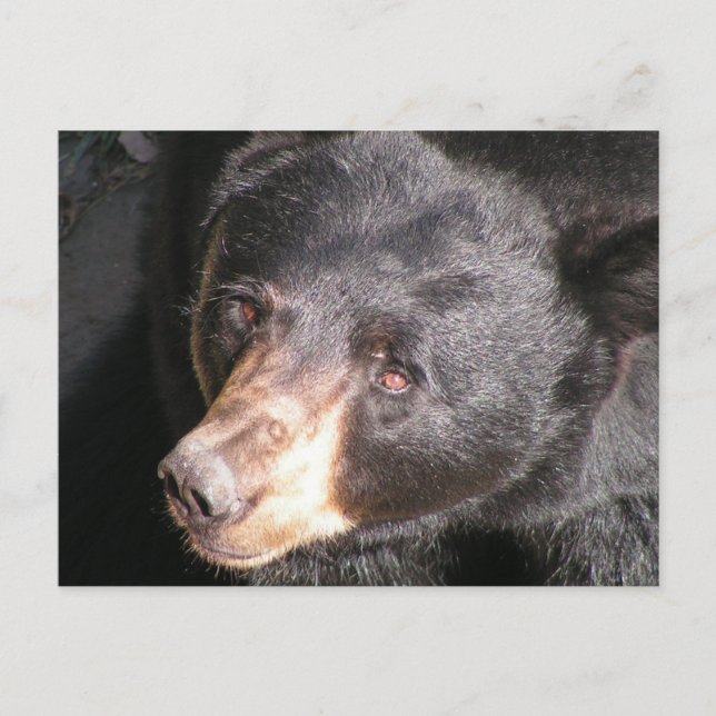 Black Bear Postcard (Front)