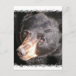 Black Bear Postcard