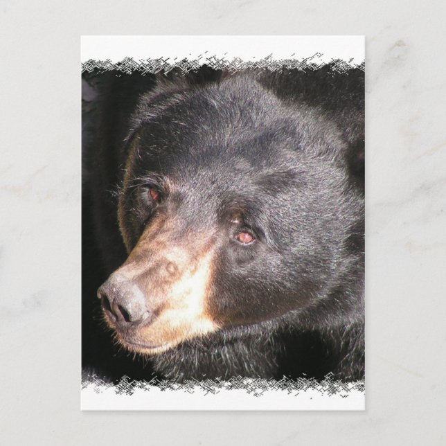 Black Bear Postcard (Front)