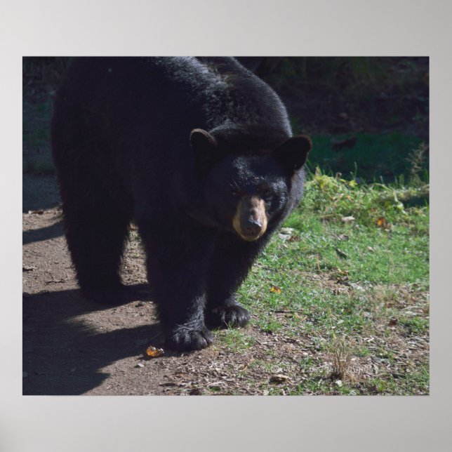 Black Bear Poster (Front)