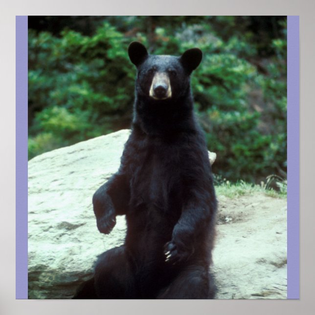 Black bear poster (Front)