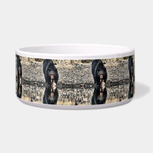 Black Bear Reflections