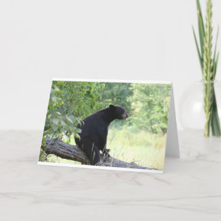 black bear sitting in tree card
