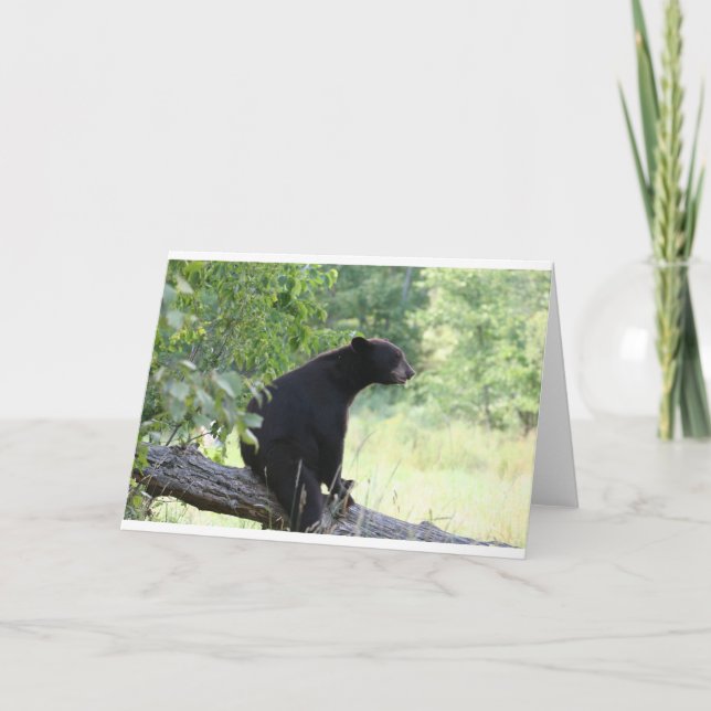black bear sitting in tree card (Front)