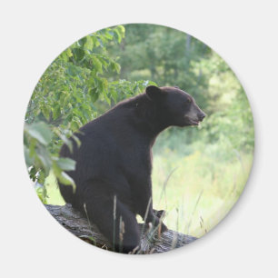 black bear sitting in tree magnet