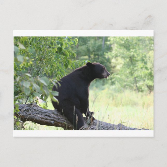 black bear sitting in tree postcard (Front)