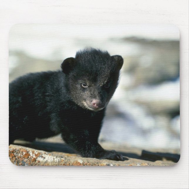 Black Bear-small cub Mouse Pad (Front)