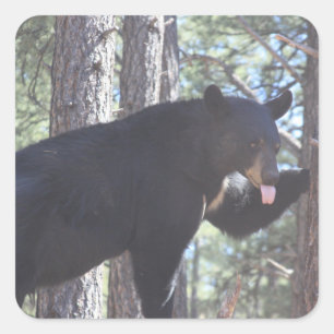 Black Bear Square Sticker