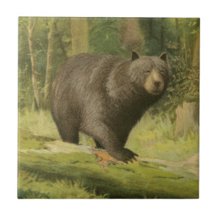 Black Bear Stepping on a Tree Trunk Ceramic Tile