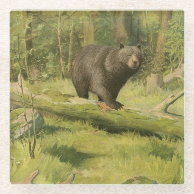 Black Bear Stepping on a Tree Trunk Glass Coaster (Front)