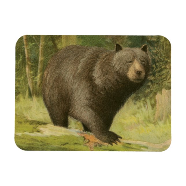 Black Bear Stepping on a Tree Trunk Magnet (Horizontal)