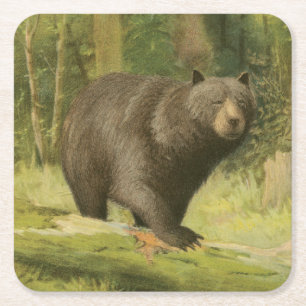 Black Bear Stepping on a Tree Trunk Square Paper Coaster