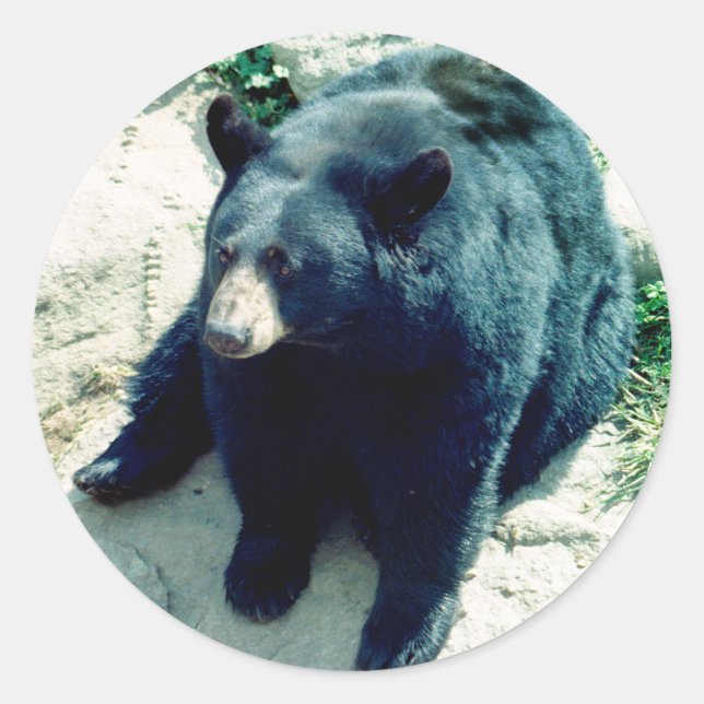 Black Bear Sticker 2 (Front)